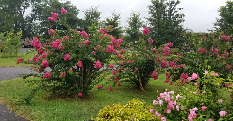 Tomorrow Garden Flowers Freedom House